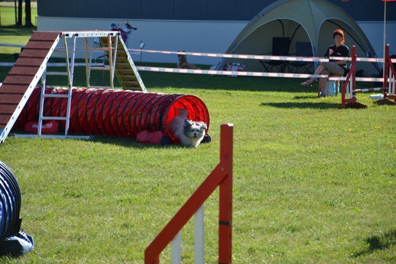 Concours agility Gimel 2011 – photo 3