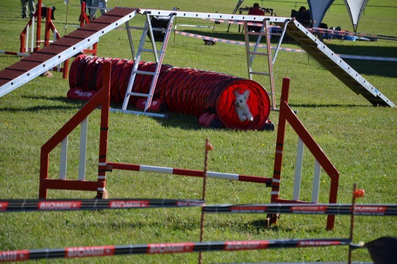 Concours agility Gimel 2011 – photo 6