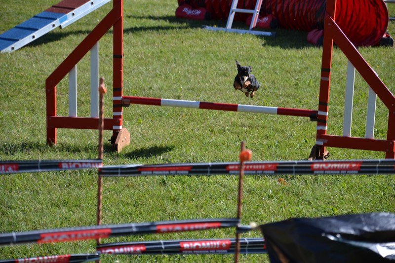 Concours agility Gimel 2011 – photo 7