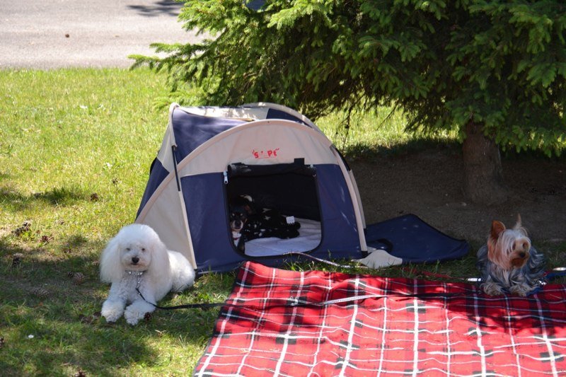 Concours agility Gimel 2011 – photo 11