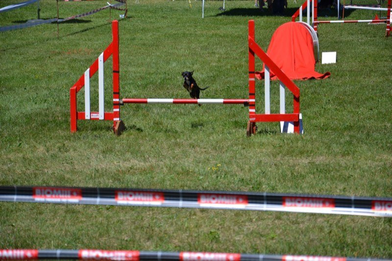 Concours agility Gimel 2011 – photo 12