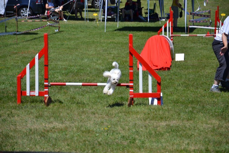 Concours agility Gimel 2011 – photo 15