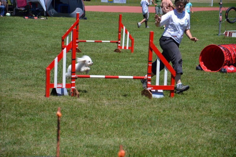 Concours agility Gimel 2011 – photo 16