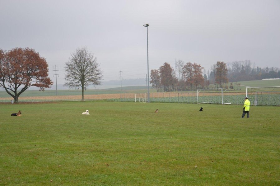 Championnat suisse AF 2012 – photo 7