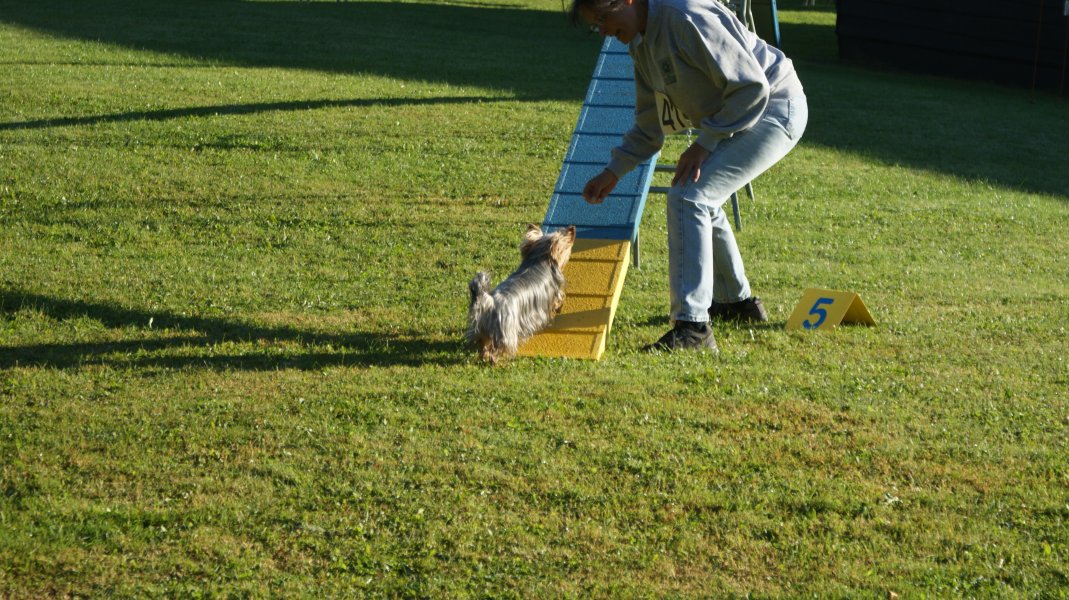 Concours agility S.E.C. 2012 – photo 4