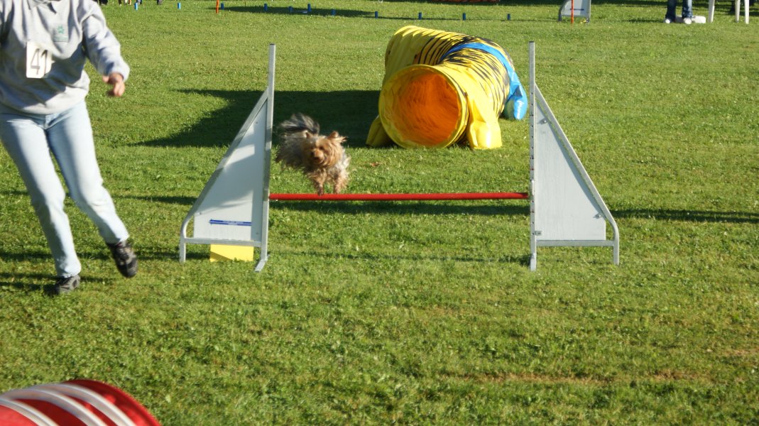 Concours agility S.E.C. 2012 – photo 5