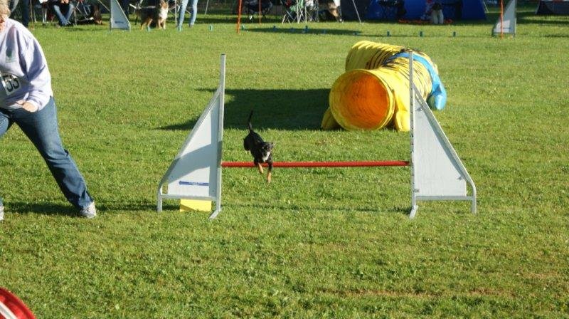 Concours agility S.E.C. 2012 – photo 6