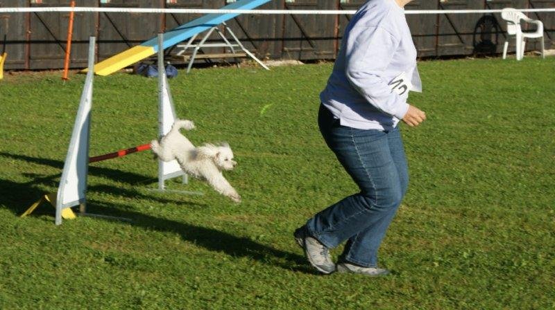 Concours agility S.E.C. 2012 – photo 7