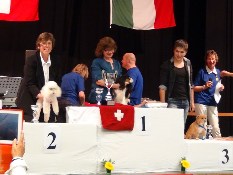 Championnat suisse agility 2013