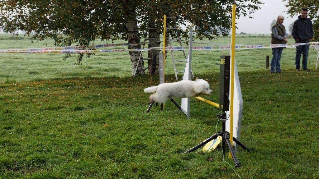Championnat suisse agility 2013 – photo 8