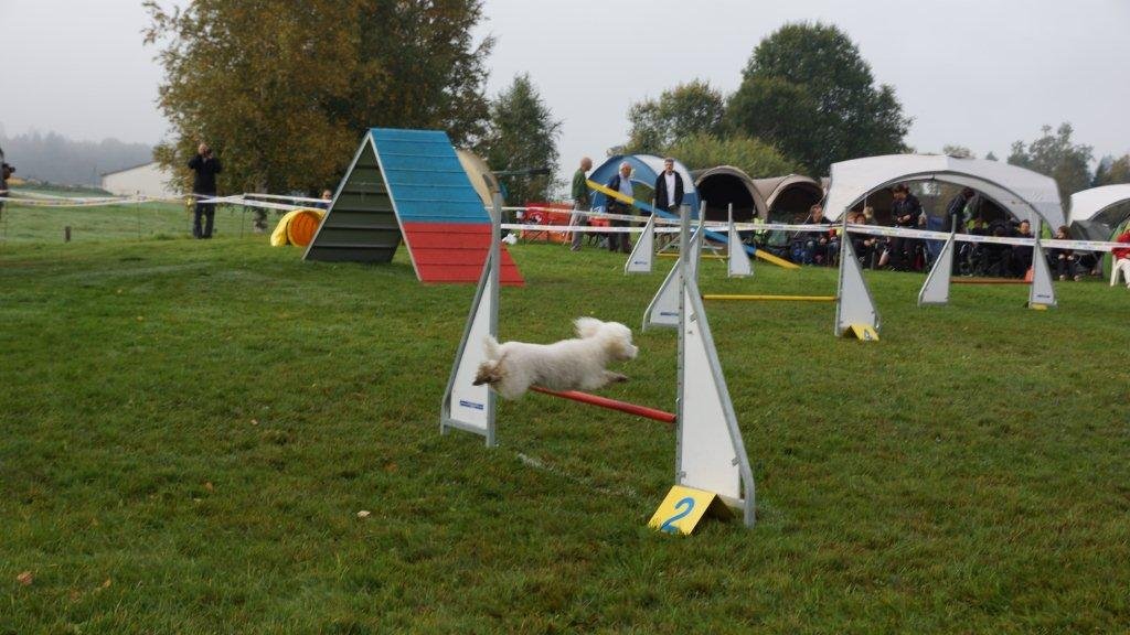 Championnat suisse agility 2013 – photo 9