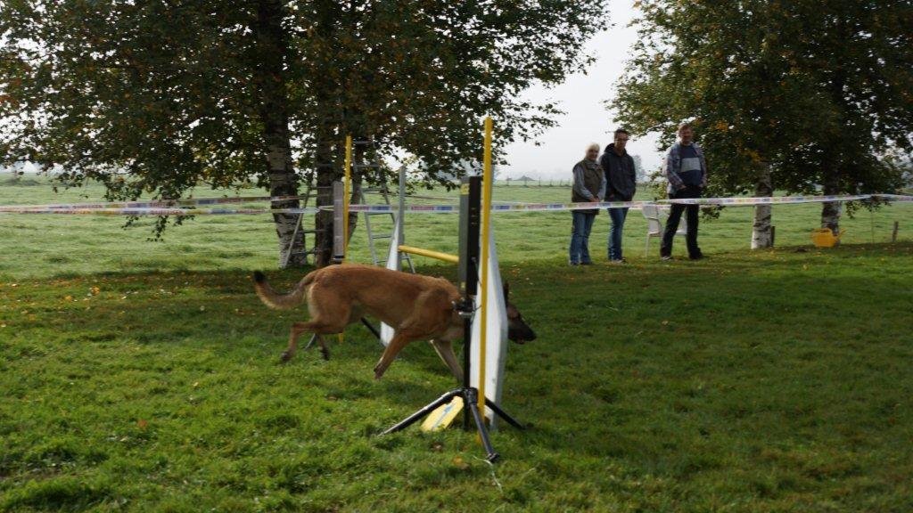 Championnat suisse agility 2013 – photo 11