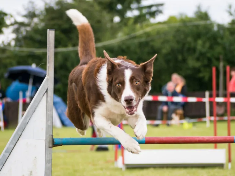 Concours d'agility du club